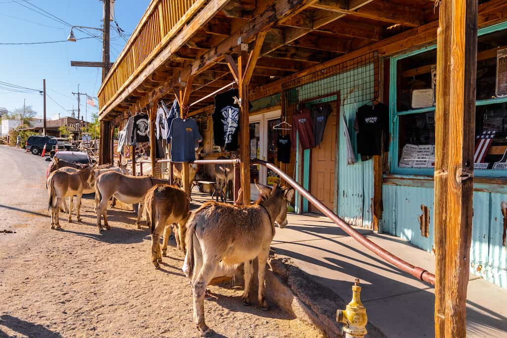 a herd of ferrel burros relax near a store in Oatman Arizona