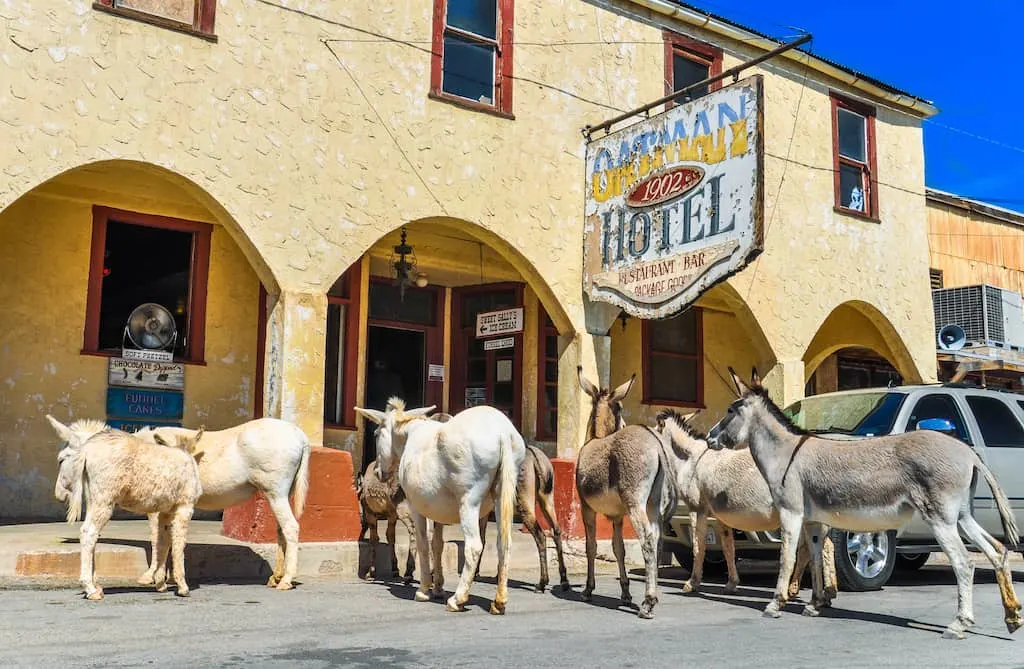 Burros congregate in front of the Oatman Hotel