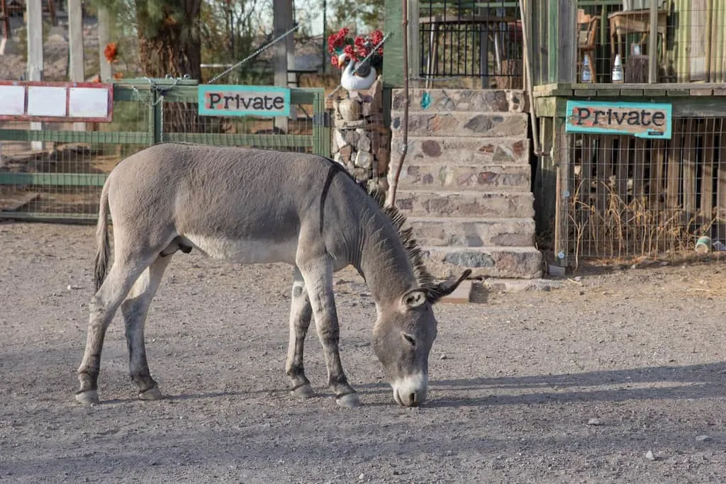 A burro wanders the streets of Oatman AZ
