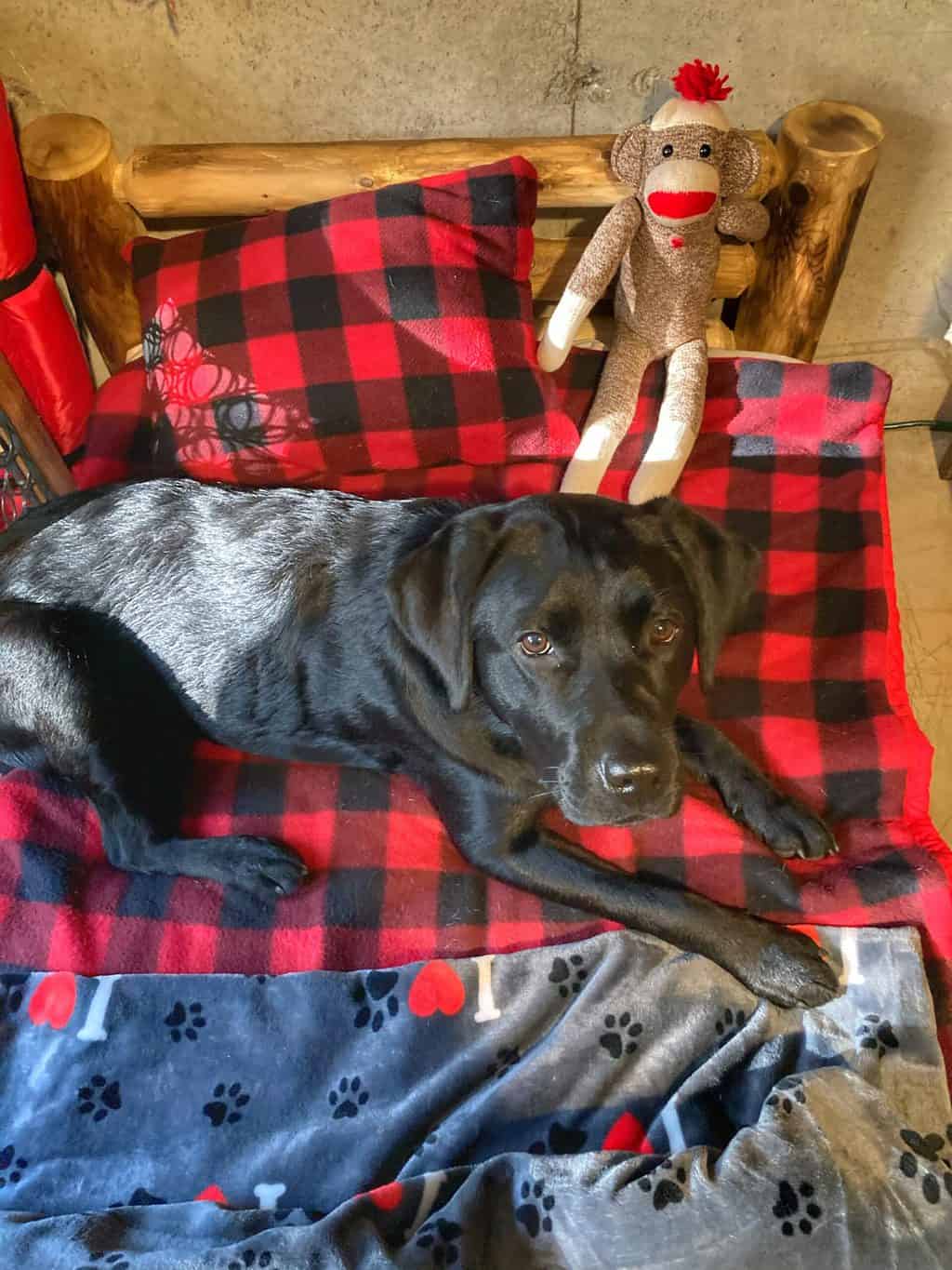 Buddy's Airbnb in Quechee Vermont