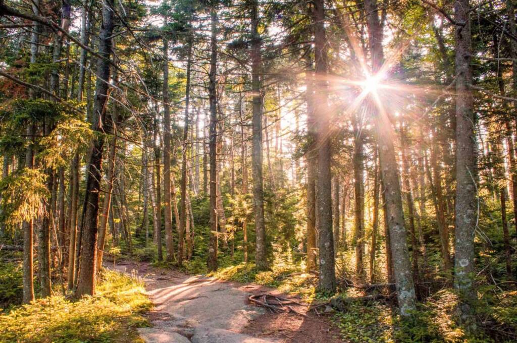 The summit trails at the top of Mt. Ascutney in Vermont