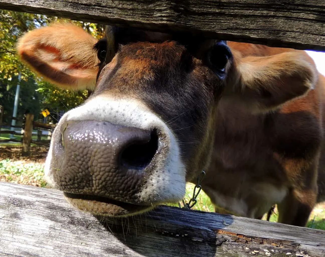A cow looking through a fence in Vermont. 