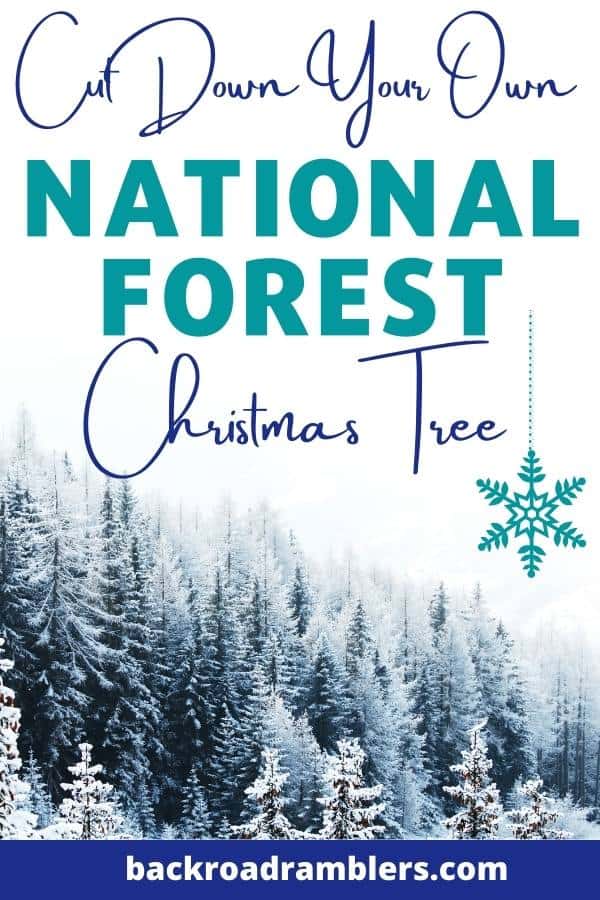 A snowy spruce forest in the National Forest. Caption reads: Cut Your Own National Forest Christmas Tree