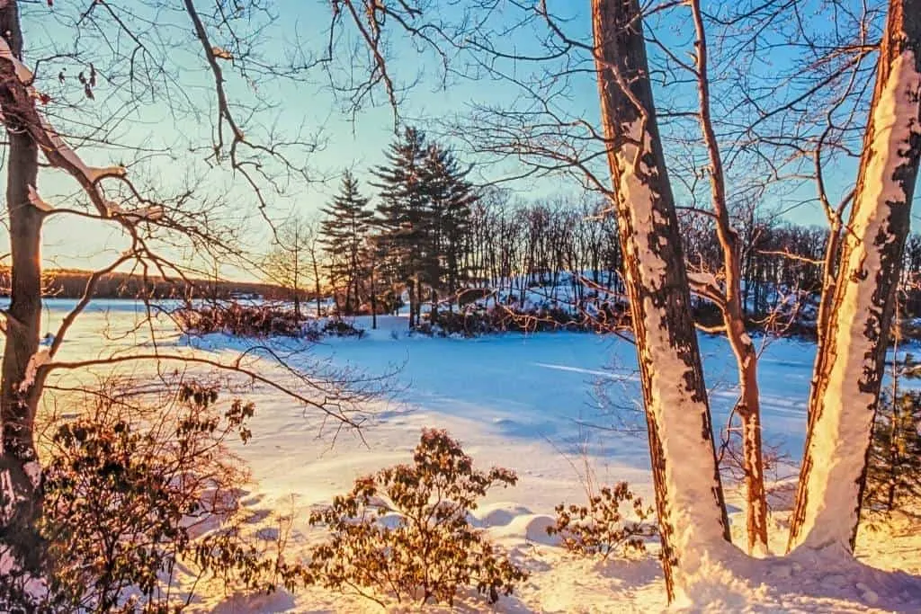 A forest and meadow covered with snow and bathed in golden afternoon light.