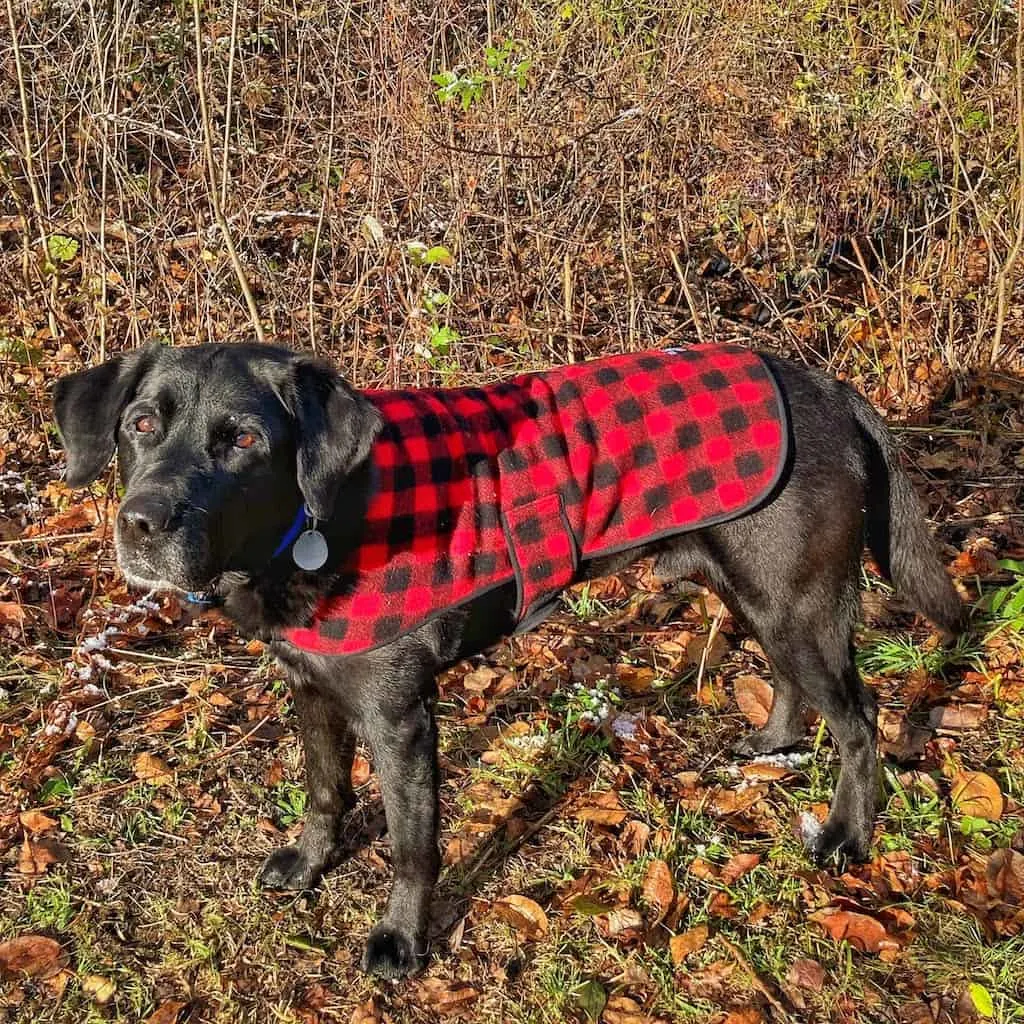 A black lab wearing a red and black checkered dog coat from Johnson Woolen Mills in Vermont.
