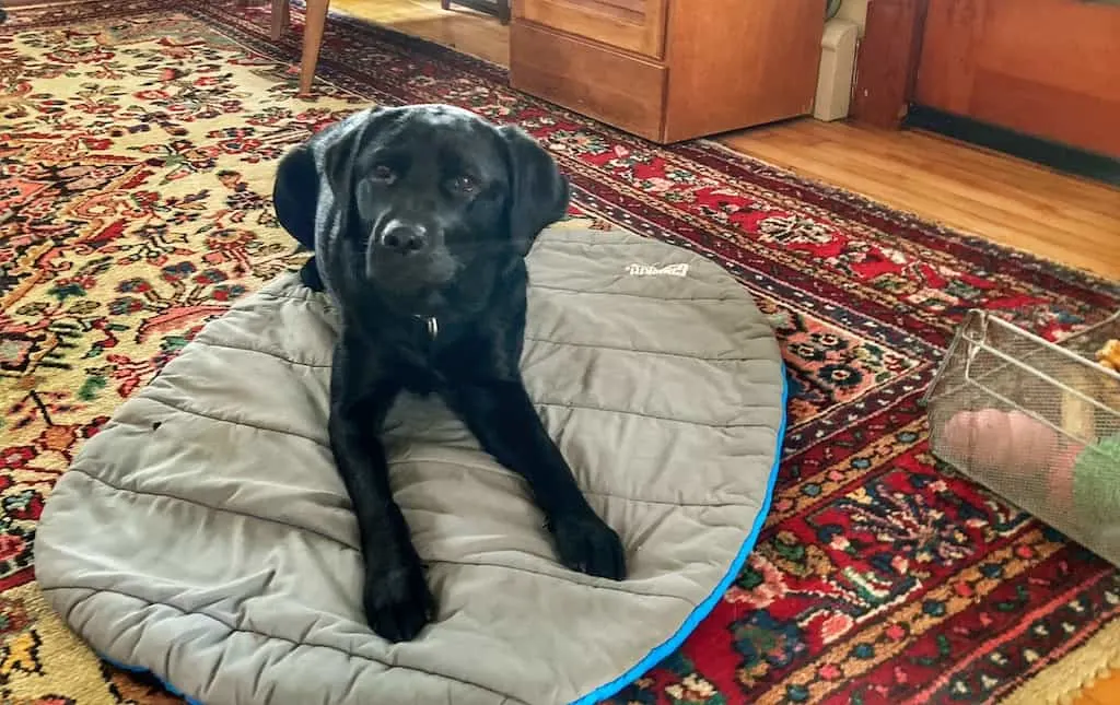 A black lab puppy lies on a portable dog bed.