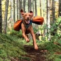 A dog wearing a backpack runs through the forest toward the camera.