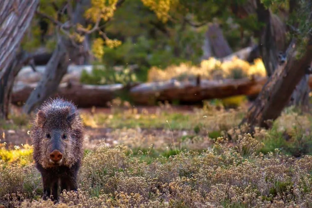 Dog-friendly Desert View Campground in the Grand Canyon