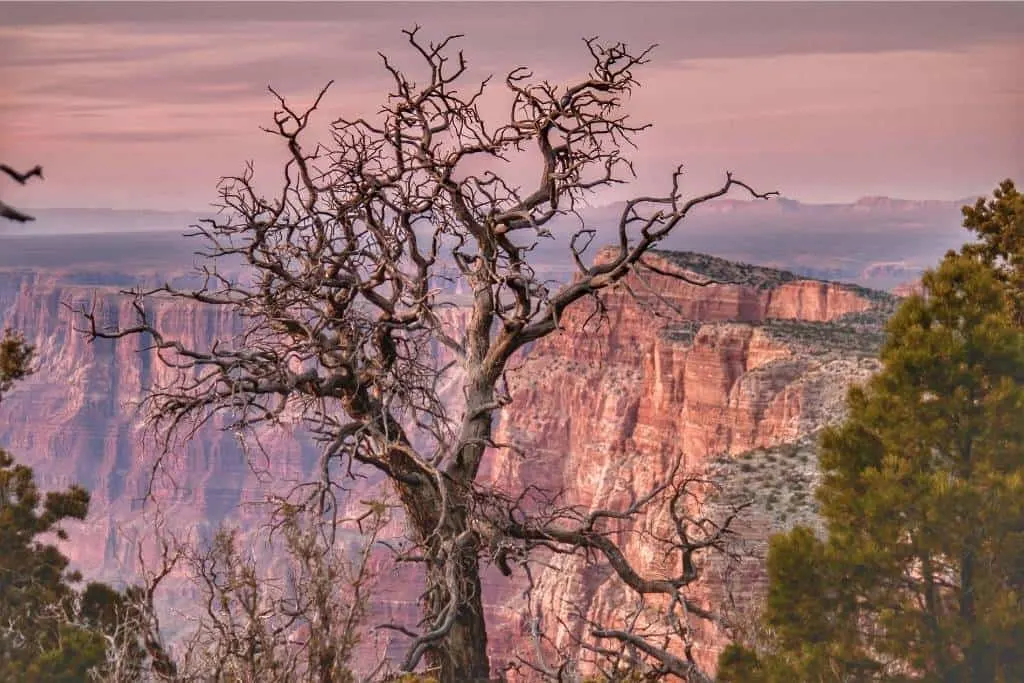 A gnarled tree on the edge of the South Rim in Grand Canyon National Park