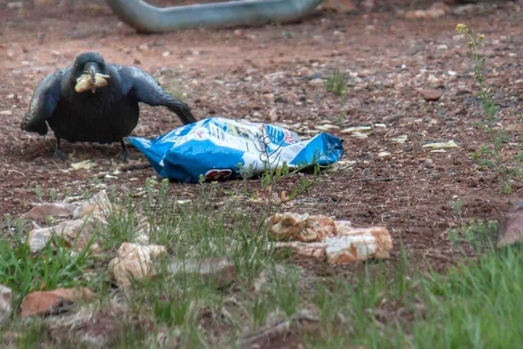 A raven eating potato chips is Desert View Campground, Grand Canyon National Park