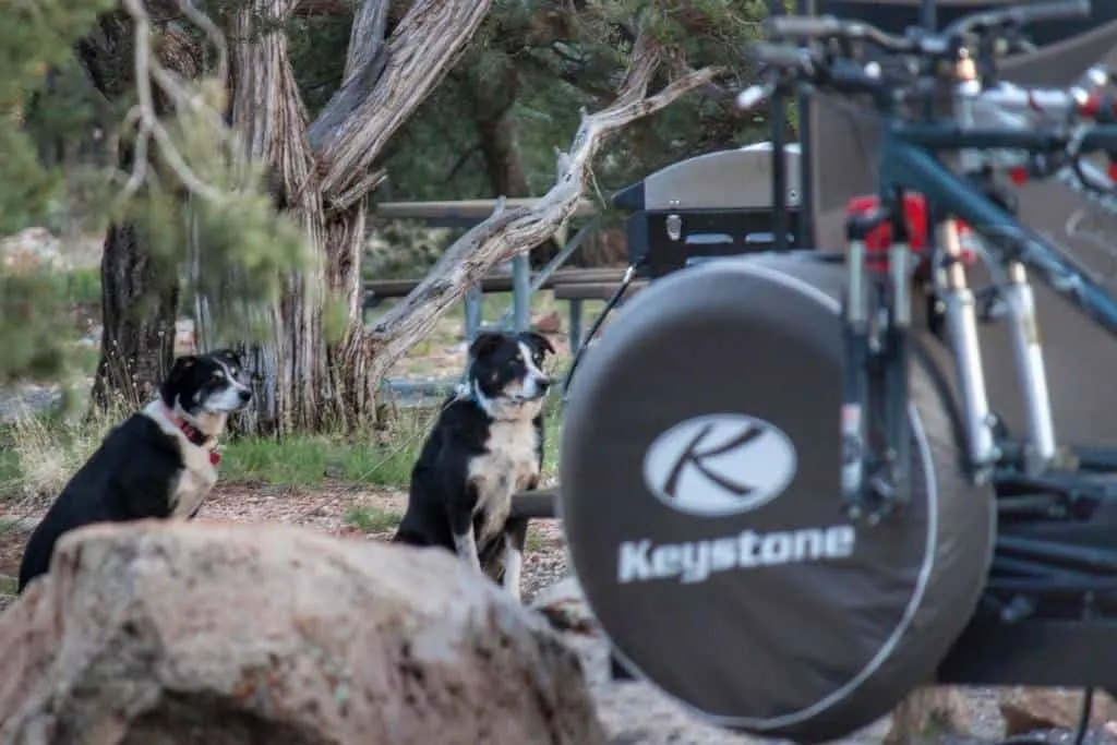 two dogs at Desert View Campground in Grand Canyon National Park
