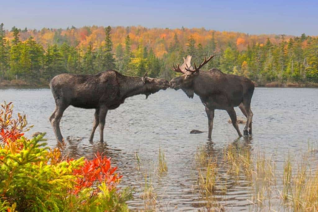 new hampshire moose