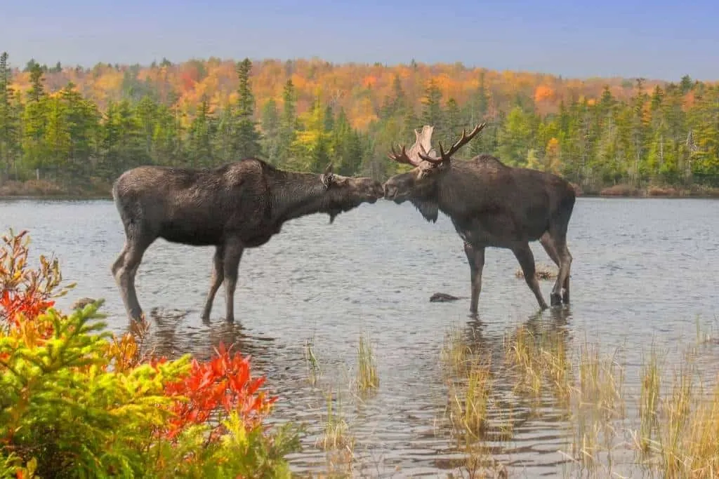 new hampshire moose