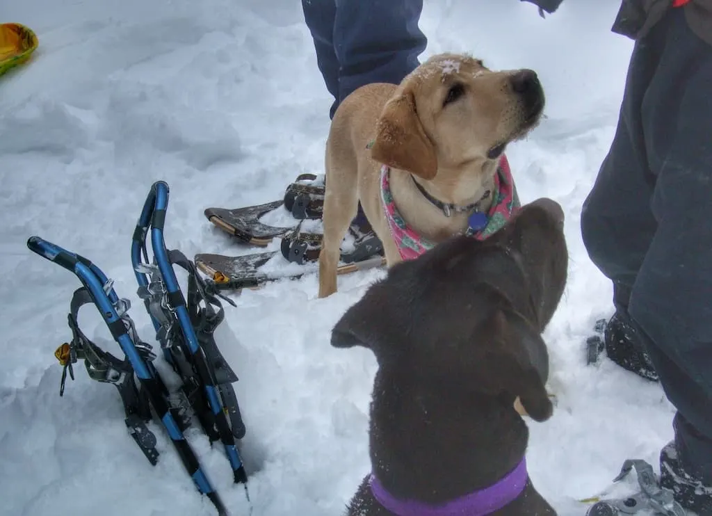 Two Labrador Retrievers stand in the snow next to a pair of snowshoes. 