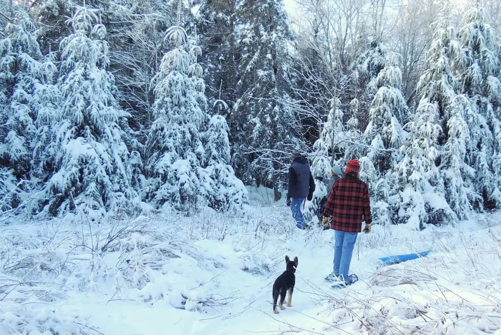 Several people snowshoeing with dogs into the forest to choose a Christmas Tree.