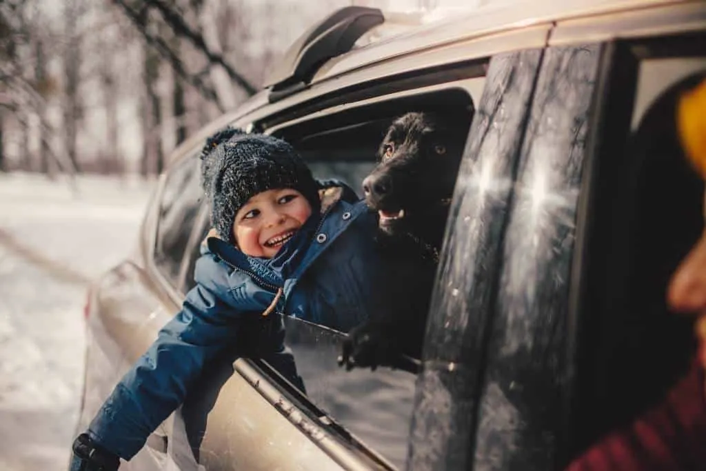 A young boy and a dog with their heads out the window of a black car.