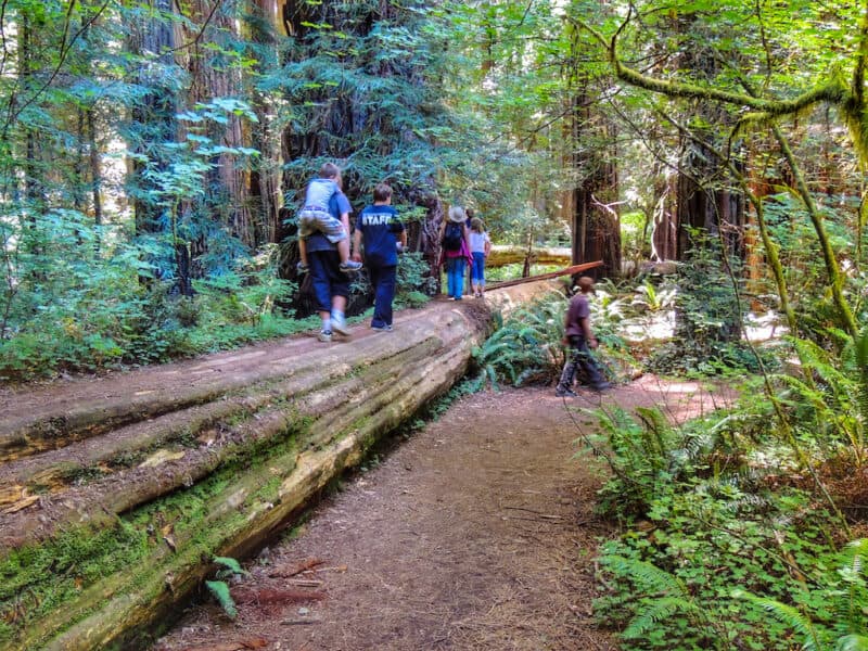 Why You Need to Explore Jedediah Smith Redwoods State Park