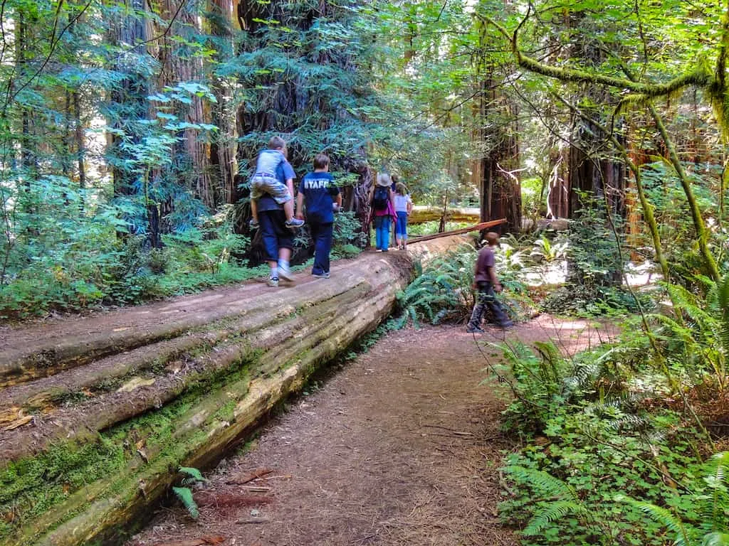 Hiking through the redwoods in Jedediah Smith Redwoods State Park.