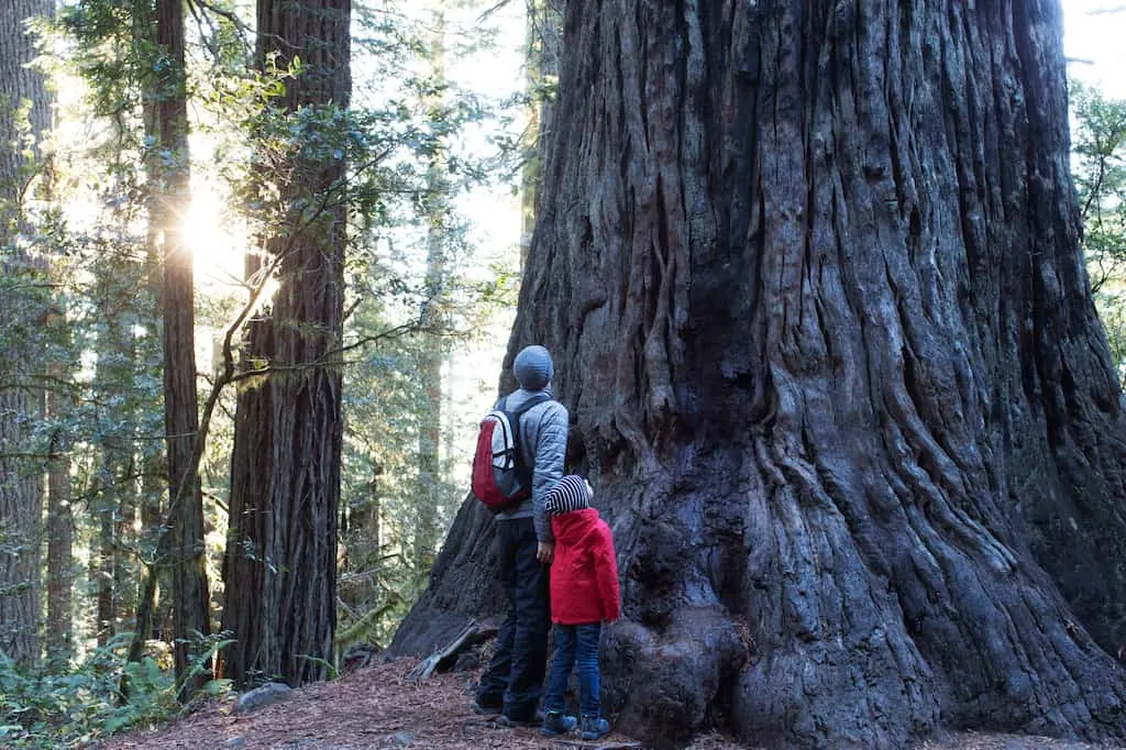 A man and child stand near a redwood tree in California looking up to judge its height. 