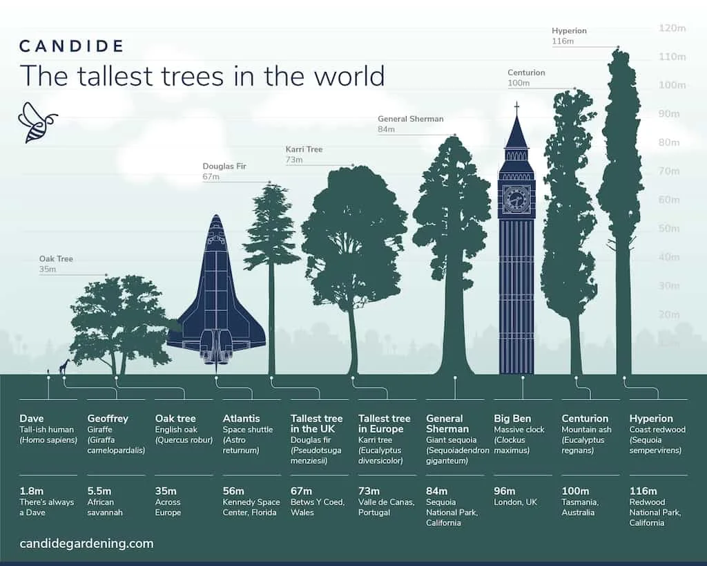 An infographic showing the size of a redwood tree.