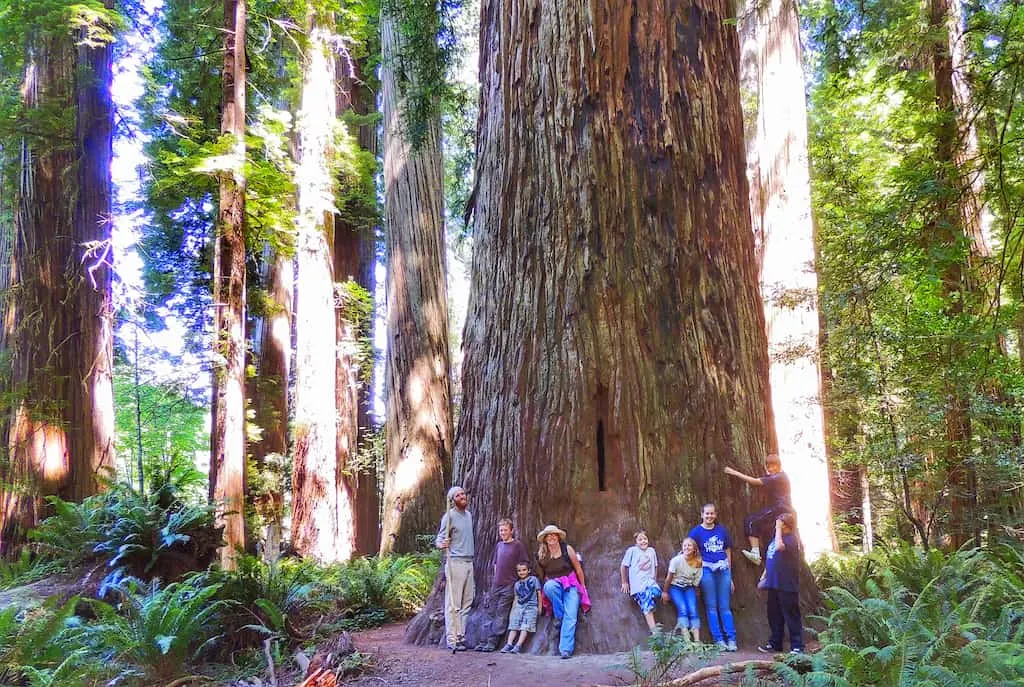 Our family and some friends leaning up against a redwood tree in California.