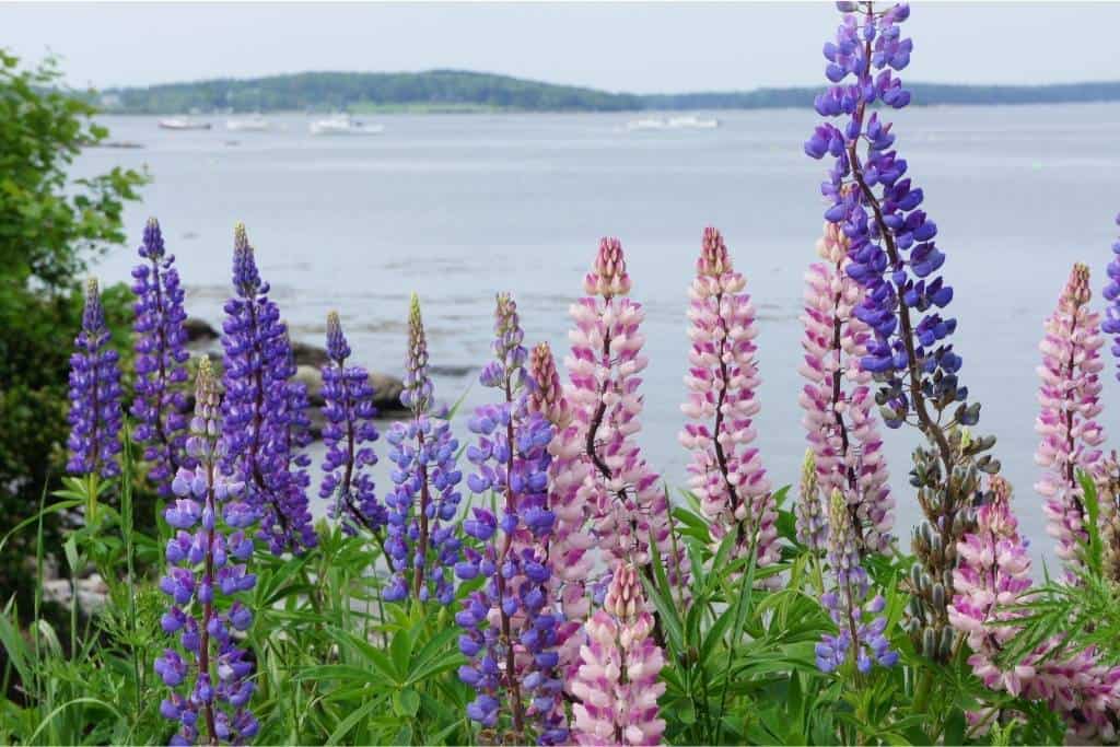 Lupines growing on the shore near Bar Harbor, Maine.