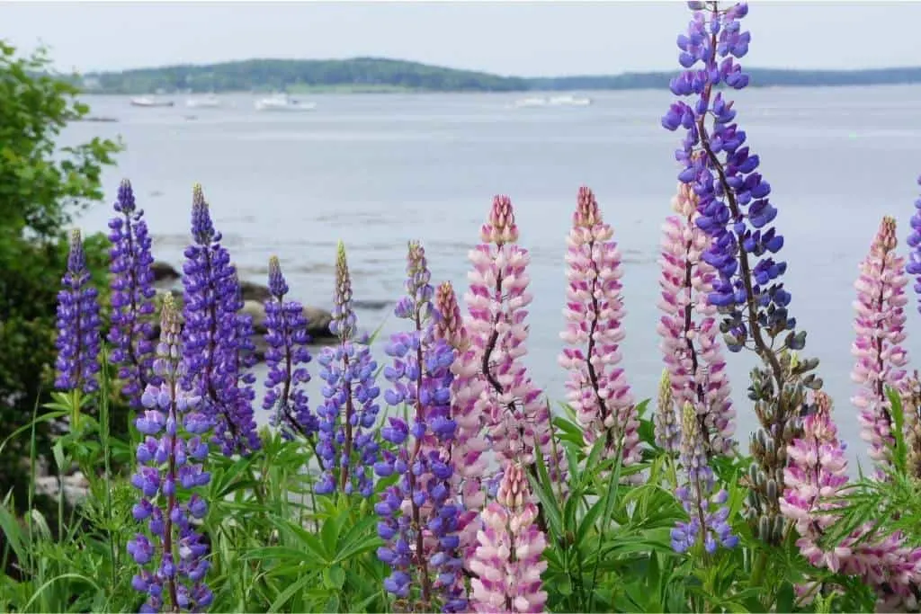 Lupines growing on the shore near Bar Harbor, Maine.