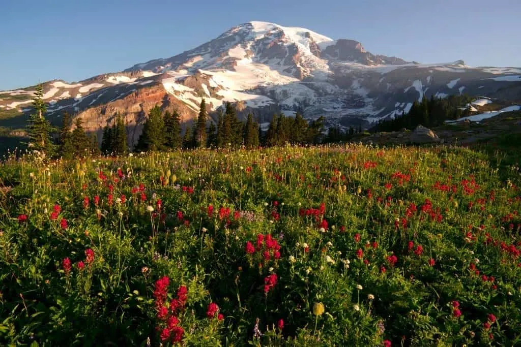 Wildflowers at the base of Mount Rainier in Washington State.