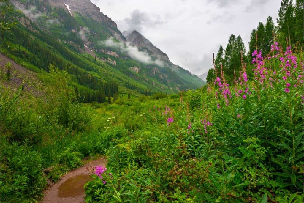 Awesome Wildflower Hikes for Families in the USA