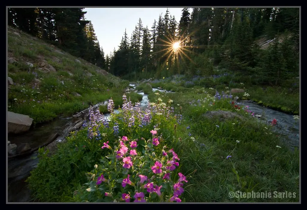 Wildflowers growing in Canyon Creek Meadows, Oregon.