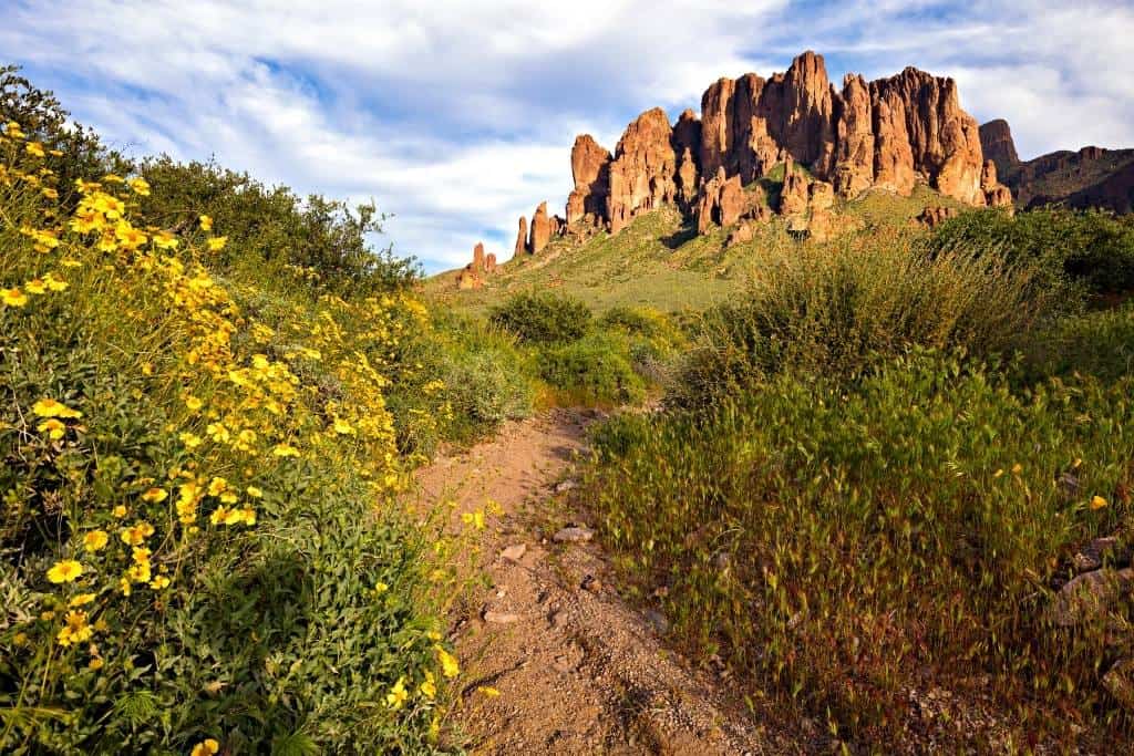 Spring wildflowers in Lost Dutchman State Park in Arizona.