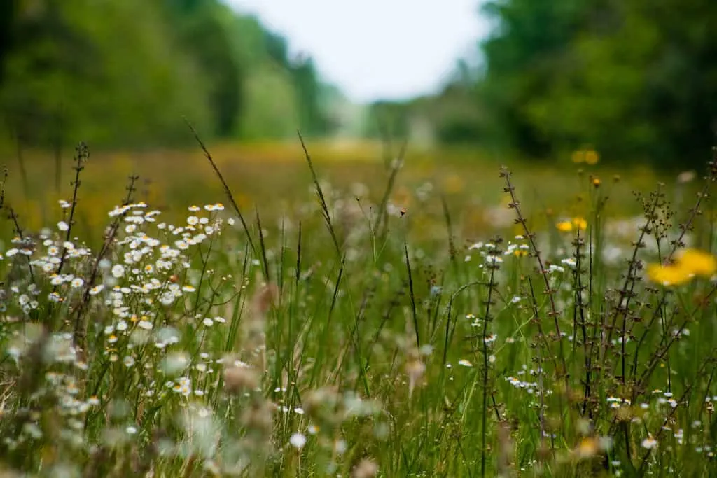 A path through a field of wildflowers in Tosohatchee Preserve in Christmas, Florida