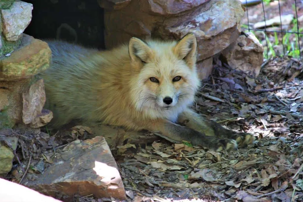 A red fox at the Mill Mountain Zoo in Roanoke, Virginia.