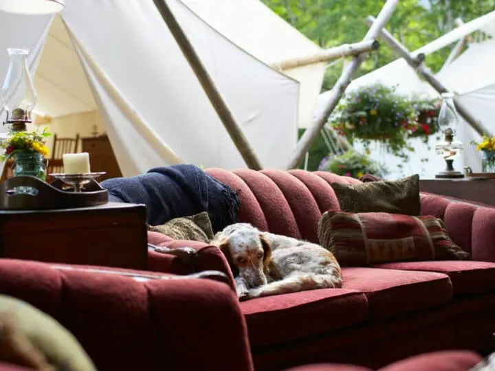 A dog lying on a couch near a glamping tent.