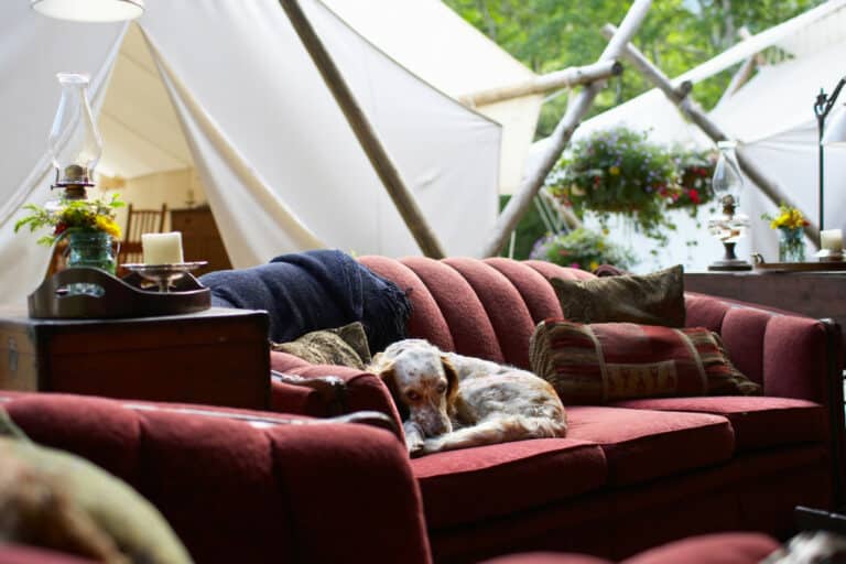 a dog lying on a couch in front of a glamping tent.