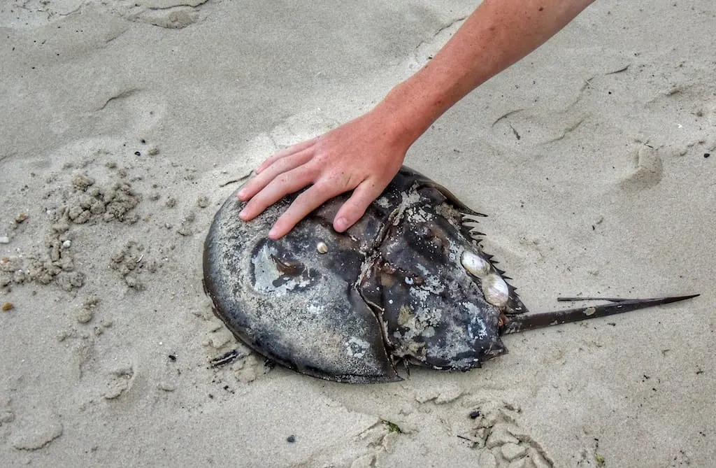 A horseshoe crab at Cape Henlopen State Park.