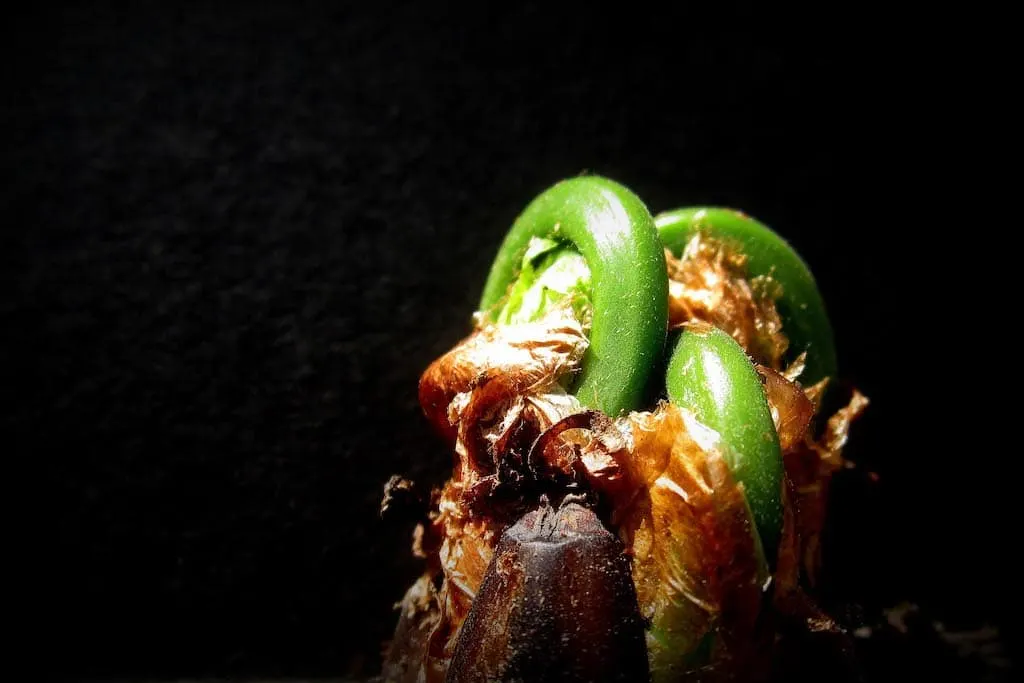 Fiddleheads just as they're coming up in the spring.