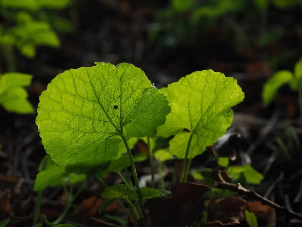 garlic mustard growing in the early spring.