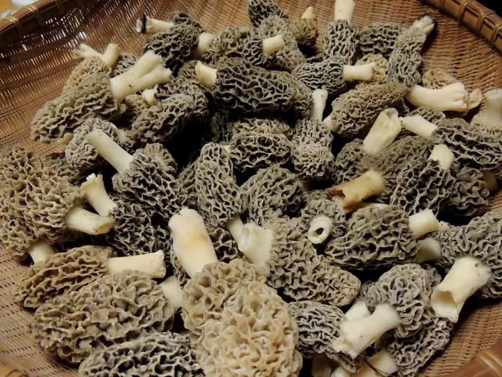 A basket of morels foraged in the spring.