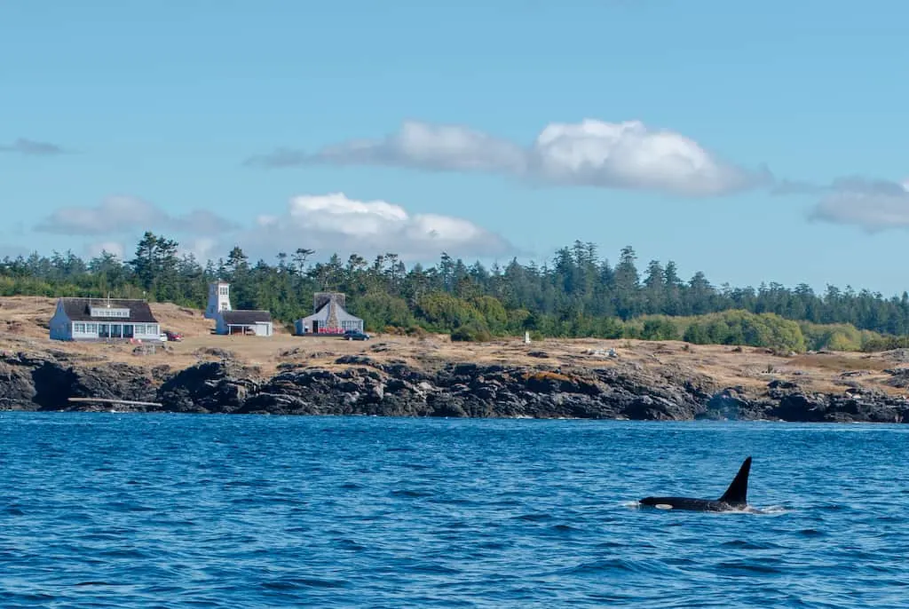 A resident orca whale in Port Townsend, Washington.