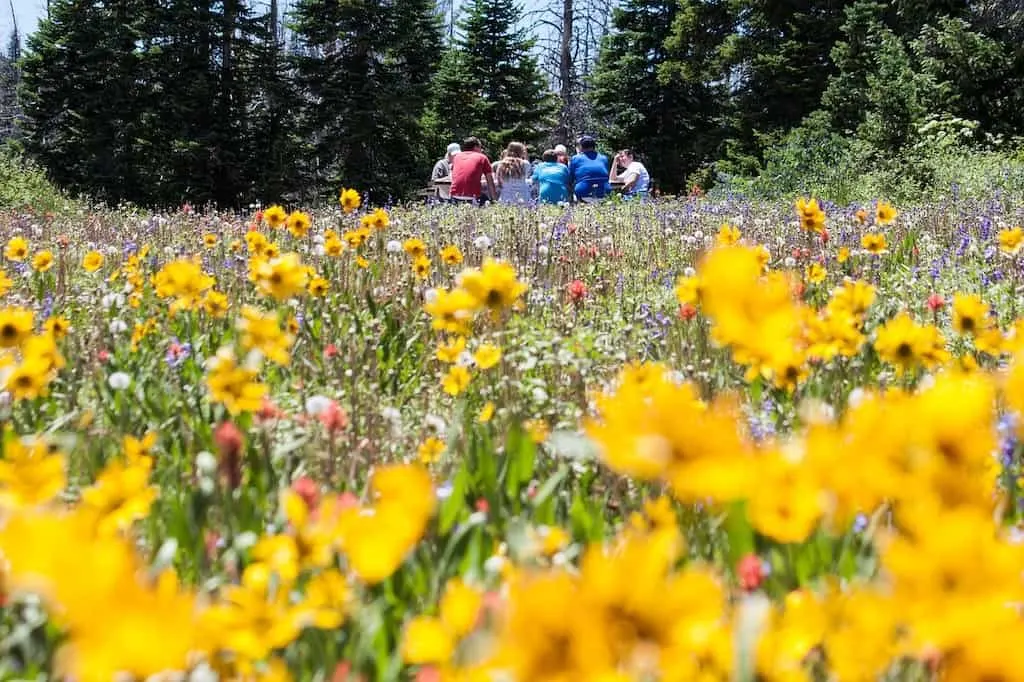 A group of people sit around a picnic table in a field of wildflowers.