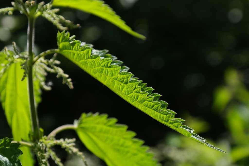 A close up of stinging nettles, which is a great plant to harvest and eat in the spring.