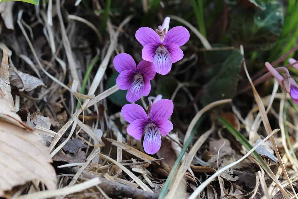 Wild violet flowers to harvest in spring.