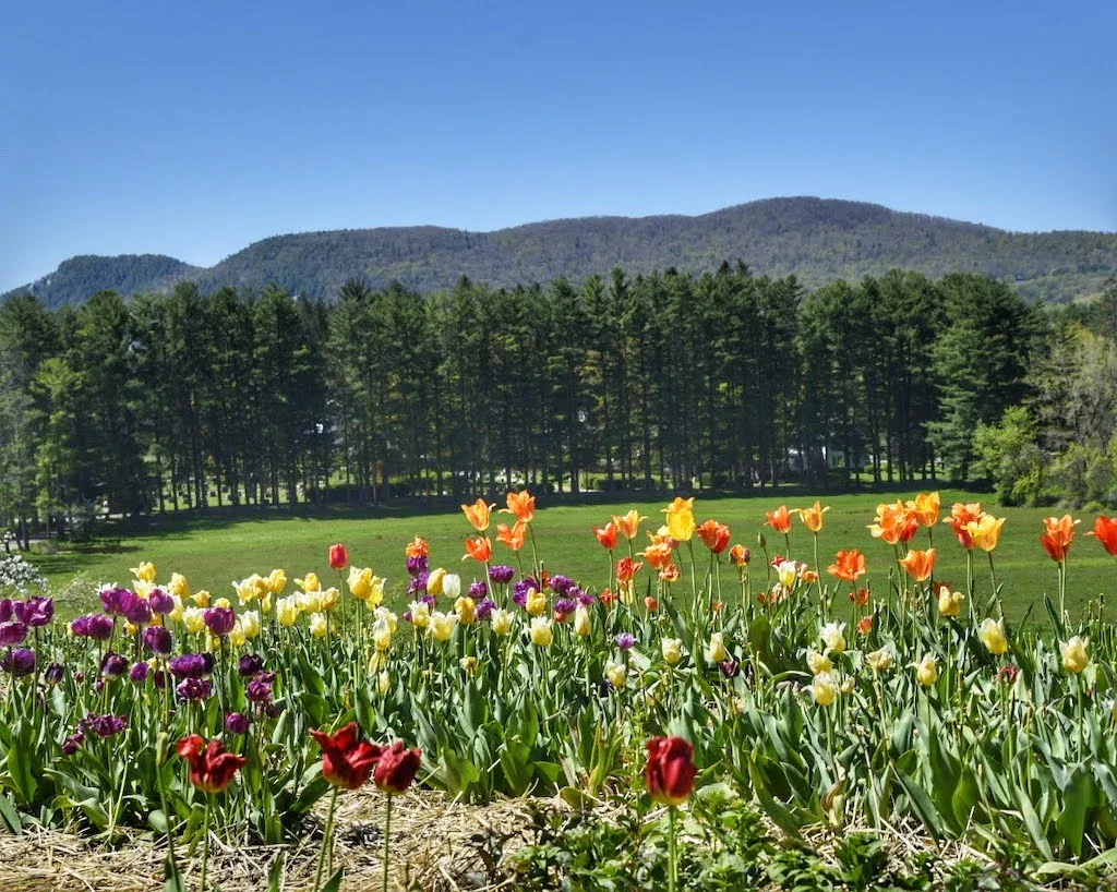 Flowers blooming at Naumkeag in Stockbridge, MA.