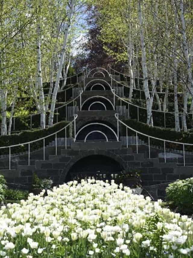 cropped-naumkeag-daffodil-and-tulip-festival.jpeg