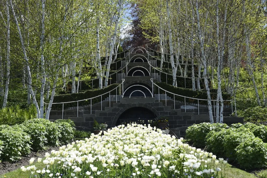 tulips blooming in front of a grove of white birch trees at Naumkeag in Stockbridge, MA.