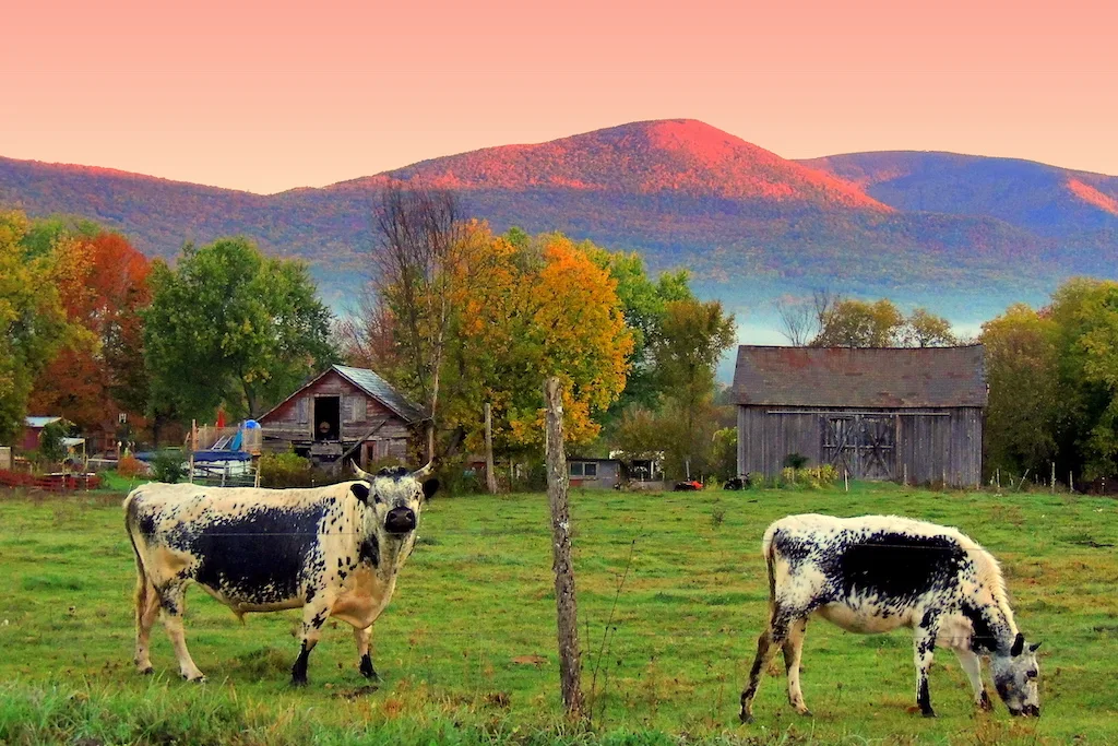 Two cows grazing on a farm in Vermont.