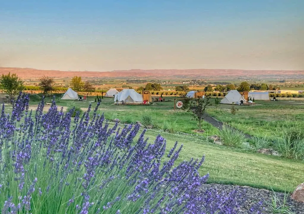 A collection of glamping tents on a vneyard.