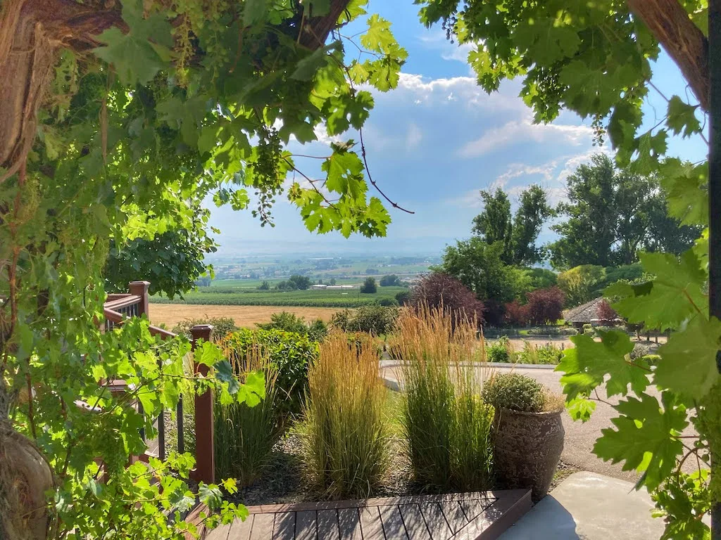 A view through the grapevines of the vineyards at Ste. Chapelle Winery in Caldwell, Idaho - part of the Sunnyslope Wine Trail.