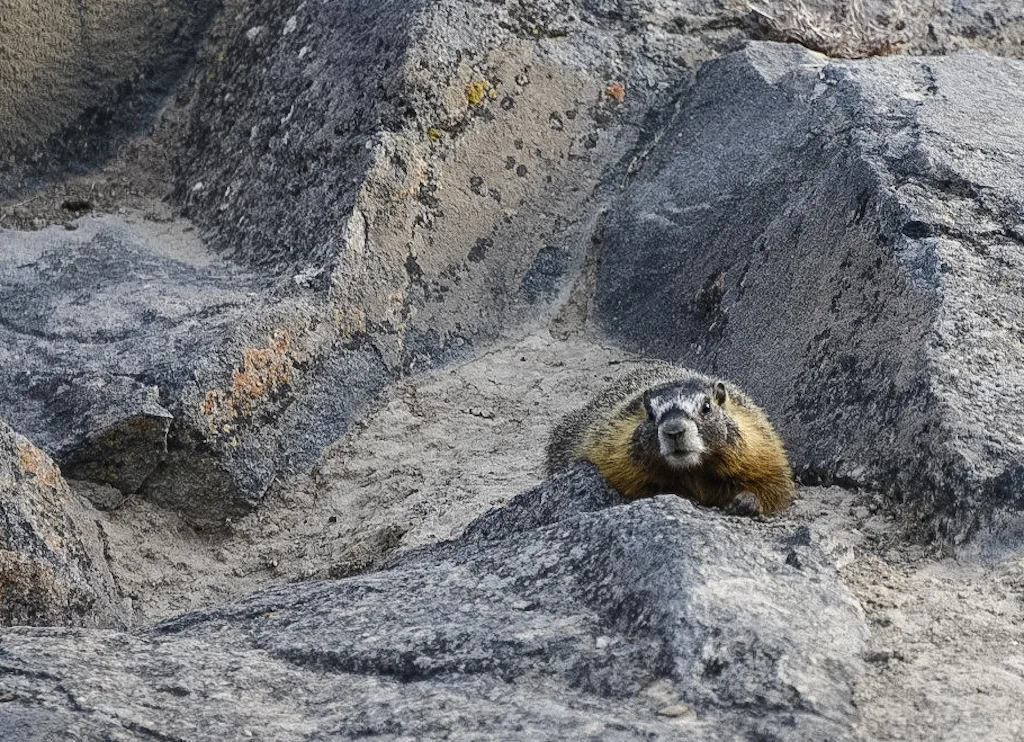 A yellow-bellied marmot in Twin Falls looking directly at the camera.